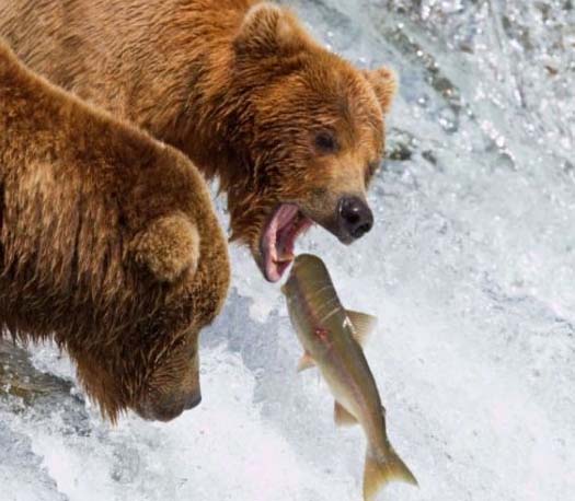 おれのクマー