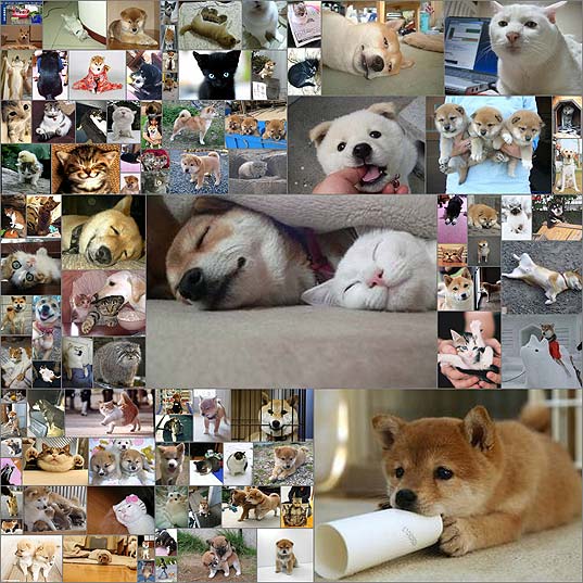 【壁紙】眠れないから柴犬(とか)の画像貼ってく100枚