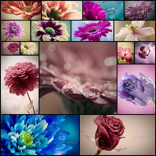 amazing-flower-photography-by-helena-watson17