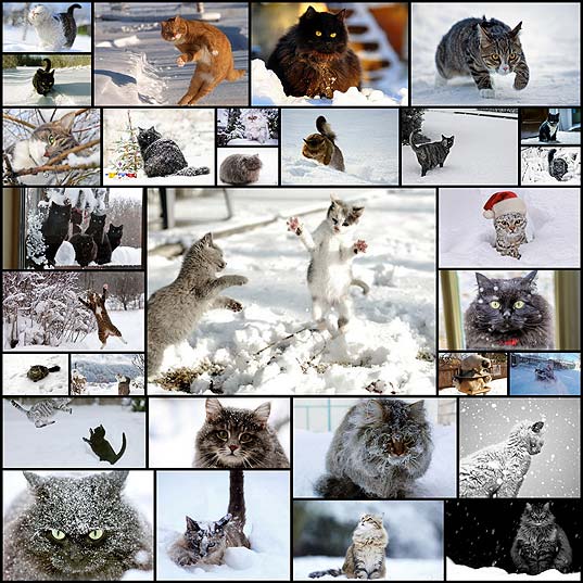 cats_have_snow_days_too_32_pics