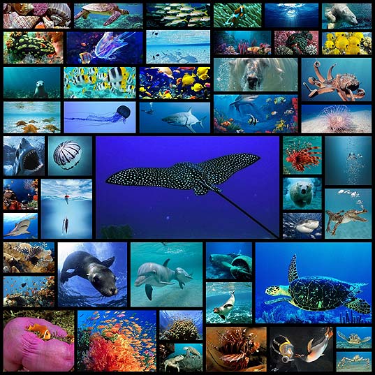 amazing-underwater-wallpapers50