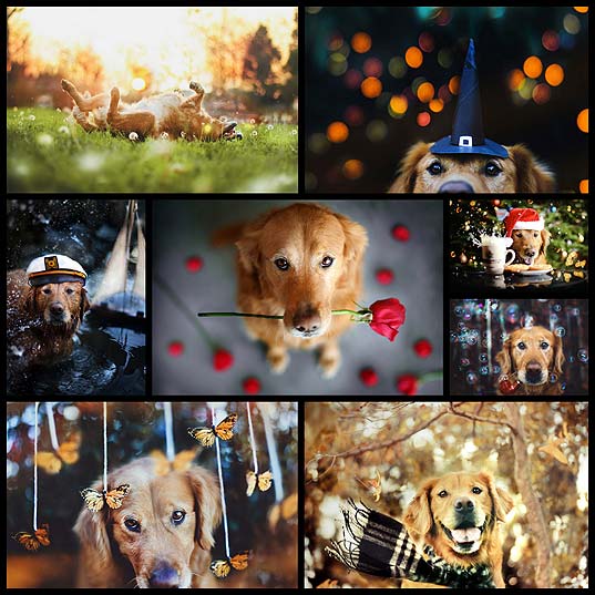 amazing-dogs-photos-by-jessica-trinh8