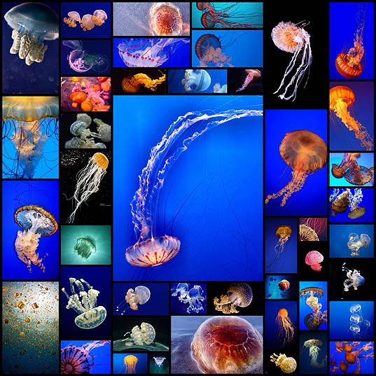 jellyfish-photography-collection45