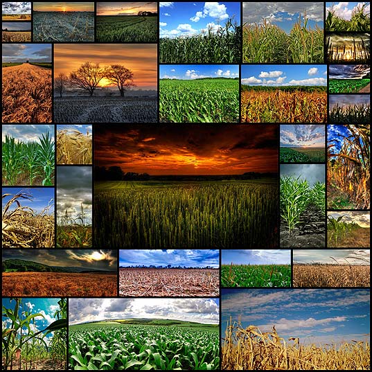 awesome-cornfield-pictures30