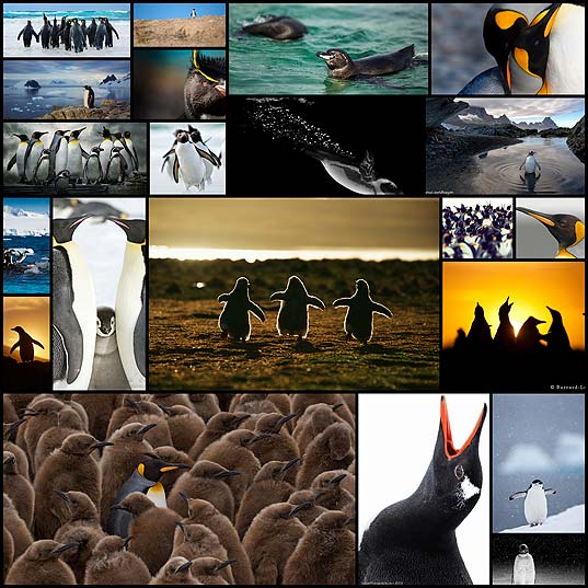 extraordinary-penguins-photography21