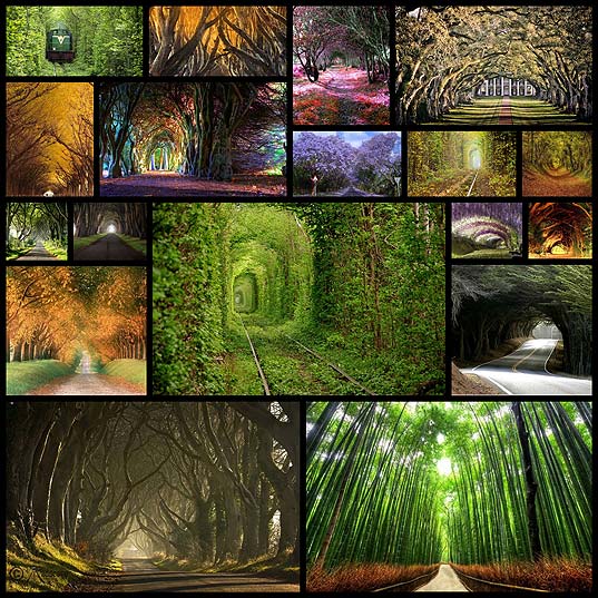 magnificent-tree-tunnels-18
