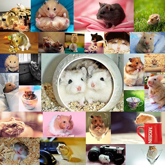 cute-and-adorable-hamster-photography-collection30