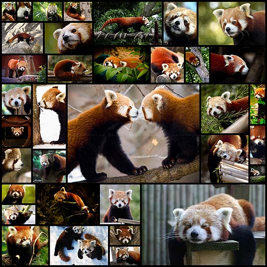 cute-red-panda-photography35
