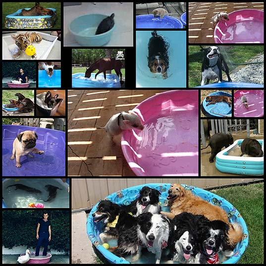 16-animals-learning-to-love-the-kiddie-pool