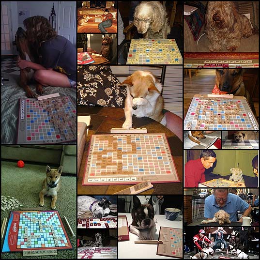 16-dogs-who-want-to-bring-back-game-night