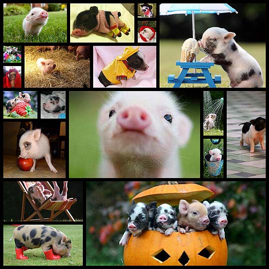19-incredibly-cute-photos-of-mini-pig