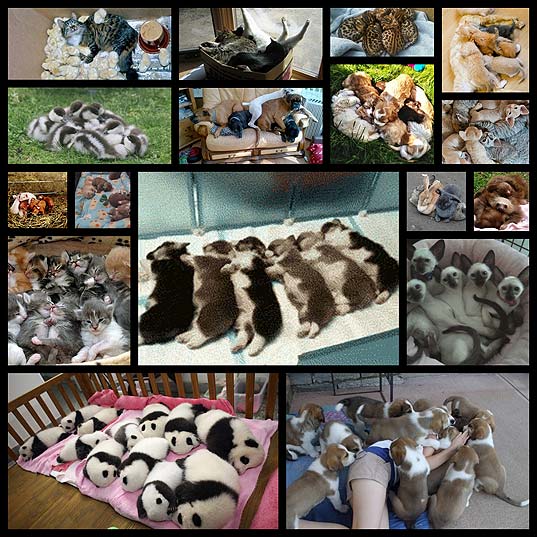 adorable-animal-piles-to-have-the-nap-of-a-lifetime