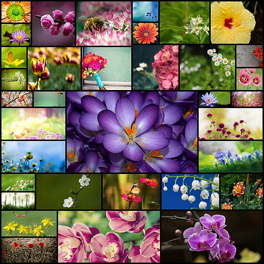 colorful-flower-background-images-for-your-mac-desktop35