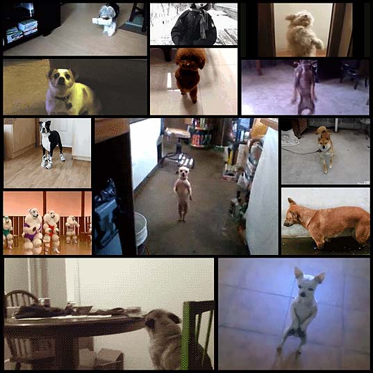 13-dogs-you-might-see-on-the-dancefloor-6cmo