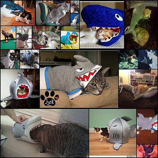 24-cats-who-are-celebrating-shark-week-9ibk