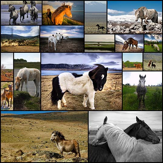 breathtaking-photos-of-wild-horses-around-the-globe18