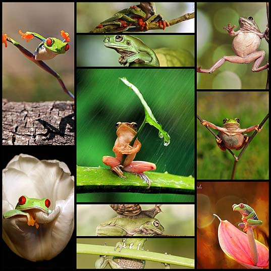 10-cool-photos-of-expressive-frog