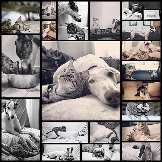 borys-the-bengal-cat-and-walter-the-greyhound-are-the-cutest21