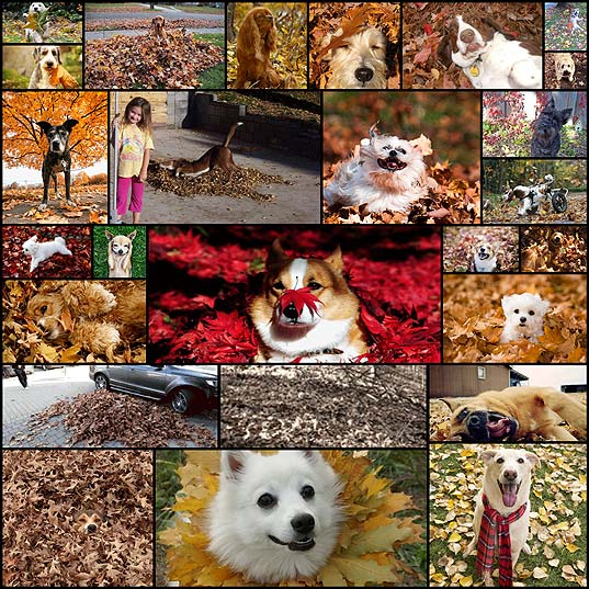 dogs-freaking-out-about-autumn-leaves