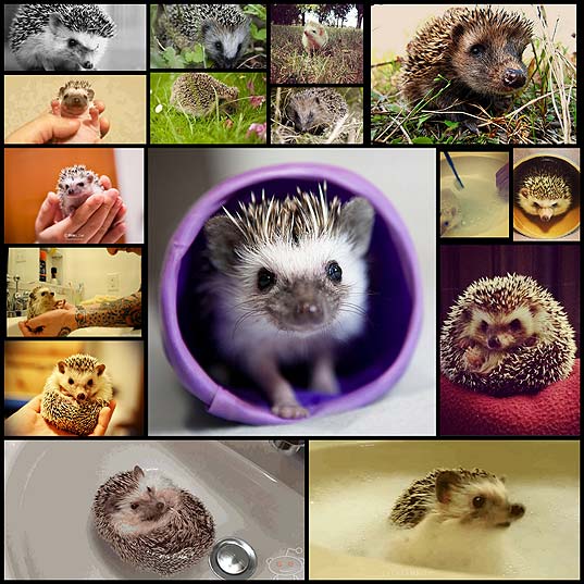 essential-facts-about-hedgehogs20