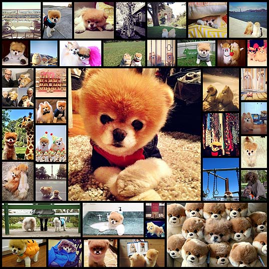 40-cutest-pictures-of-boo-and-buddy-fmhg