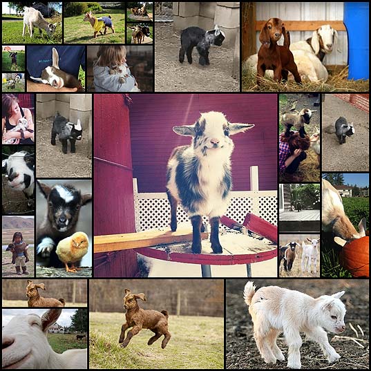 baby-goats-to-make-your-morning-beautiful21