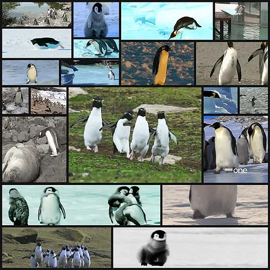 penguins-that-are-more-awkward-than-you21