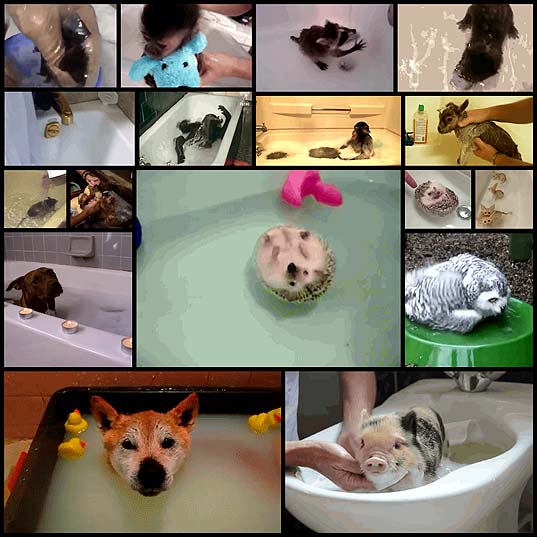which-animals-are-happiest-about-bathtime16