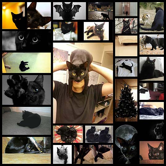 black_cats27