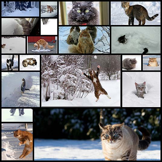 cats-who-are-too-proud-to-admit-they-hate-snow20