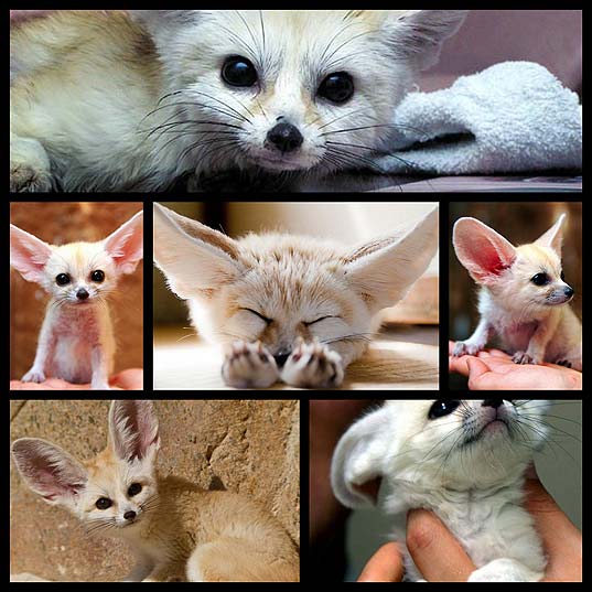 fennec-fox-probably-the-most-adorable-fox-on-the-earth6