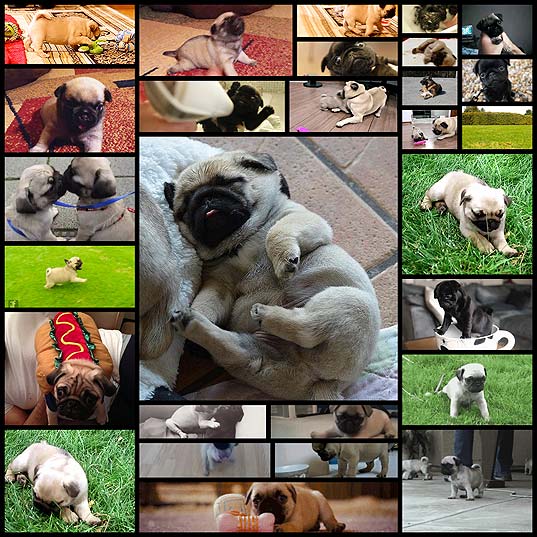 pug-puppies-that-should-be-illegal28