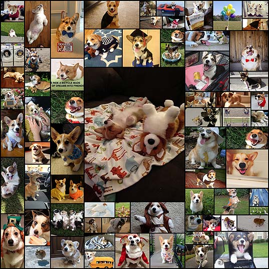 why-we-need-to-save-corgis-from-extinction71