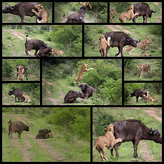 54056-lion-vs-buffalo-12-pics