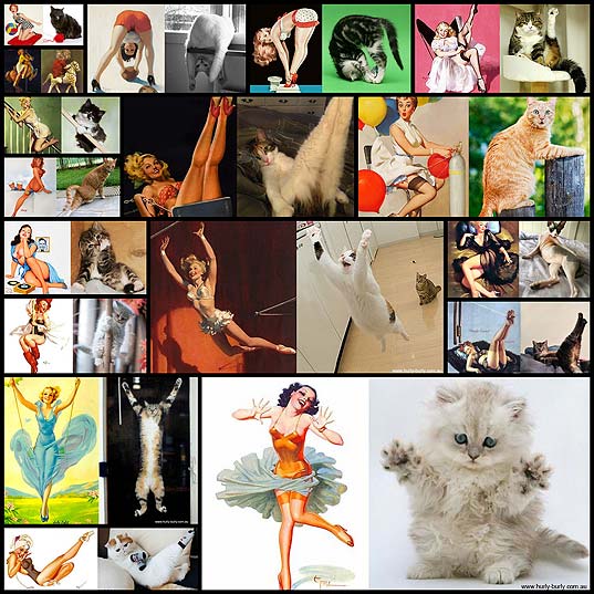 funny-cats-that-look-like-pin-up-girls17