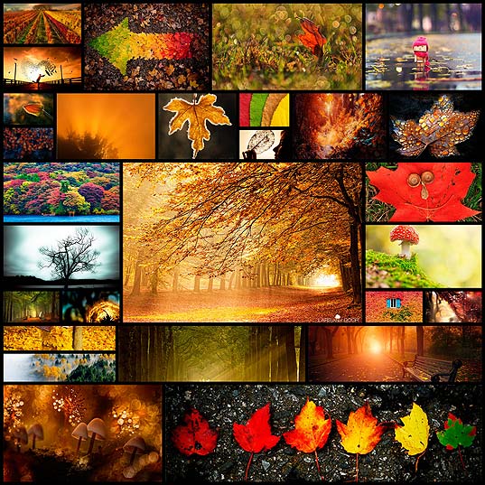 goodbye-autumn-vibrant-silhouettes-of-fall28