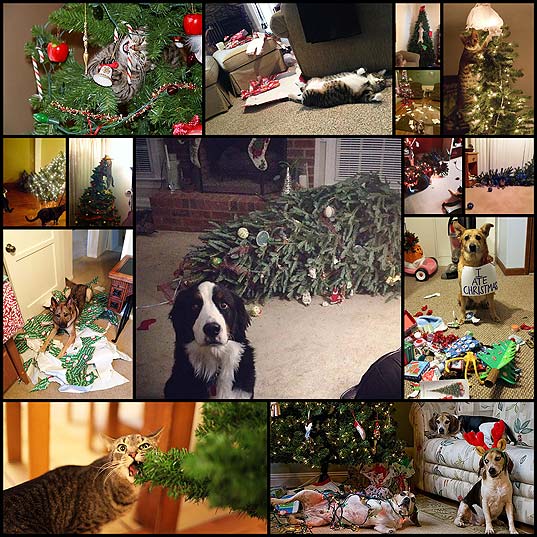 animals-destroying-christmas15