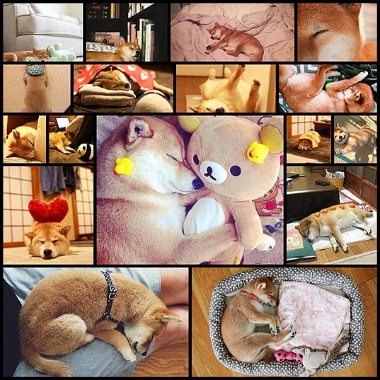 16-shiba-inus-who-are-just-trying-to-take-a-nap-19ayr