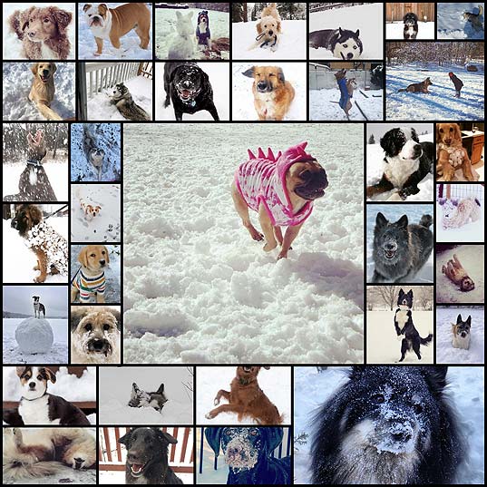 38-dogs-who-arent-afraid-of-the-snow