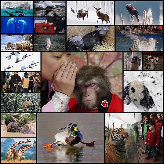 今週の世界中からの動物のベストの写真21