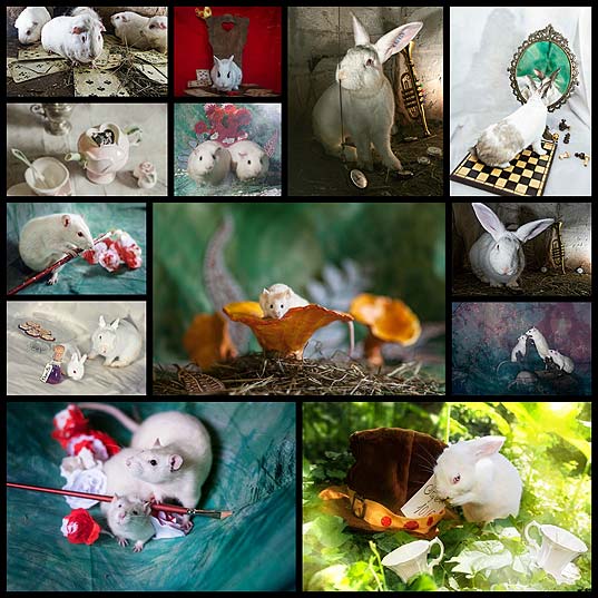 from-labs-to-wonderland-dozens-of-rescued-animals-became-magic-models-in-alice-style26