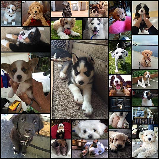 i-volunteer-as-tribute-to-hug-all-of-these-puppies26