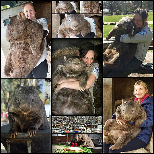 patrick-worlds-oldest-and-largest-living-wombat9