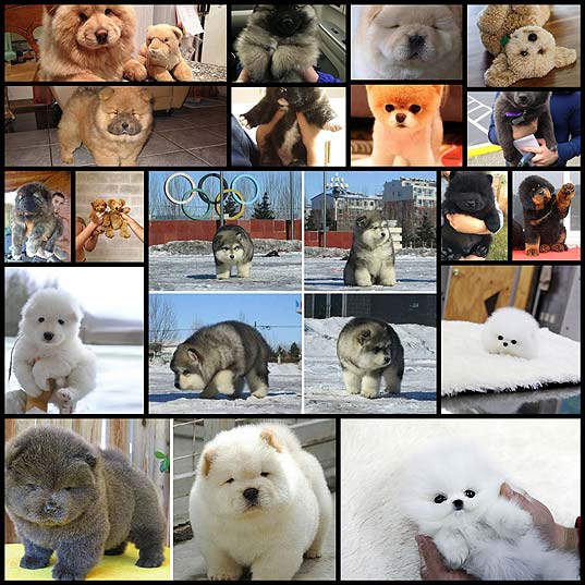 puppies-teddy-bear-cub-look-alikes17