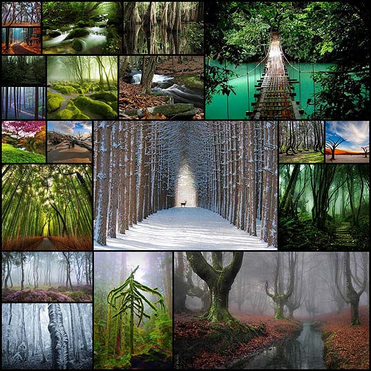 20-most-beautiful-forest-around-world