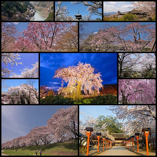 京都の桜名所１１選