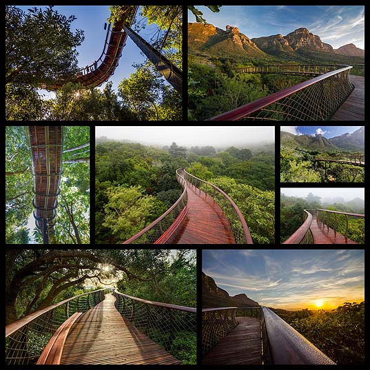 canopy-walkway-in-cape-town8