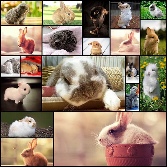 20-adorable-photos-of-bunny