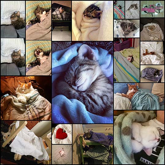 21-adorable-tucked-in-cats