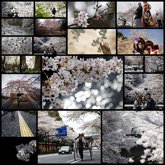 日本の花見20